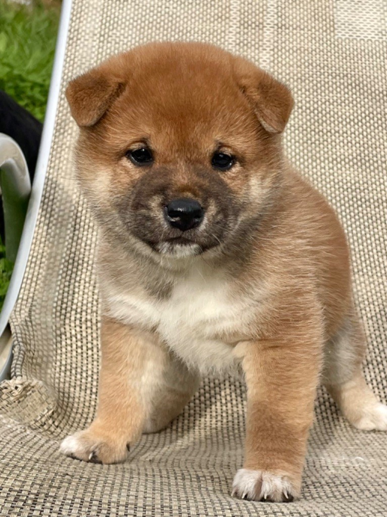 Born in Aulero - Chiot disponible  - Shiba