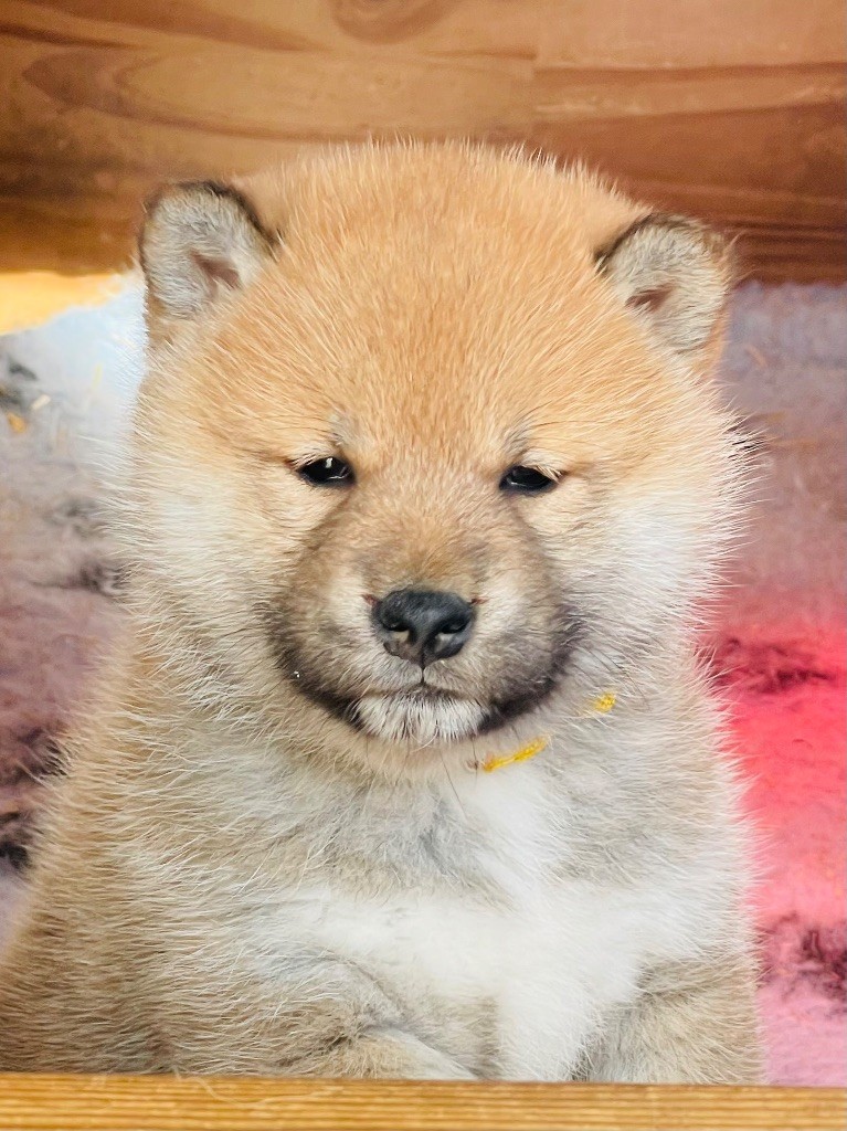 Born in Aulero - Chiot disponible  - Shiba