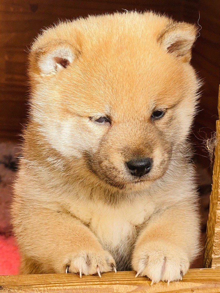 Born in Aulero - Chiot disponible  - Shiba