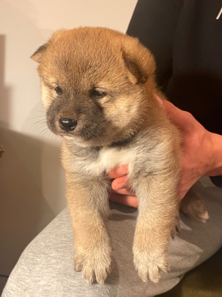 Born in Aulero - Chiot disponible  - Shiba