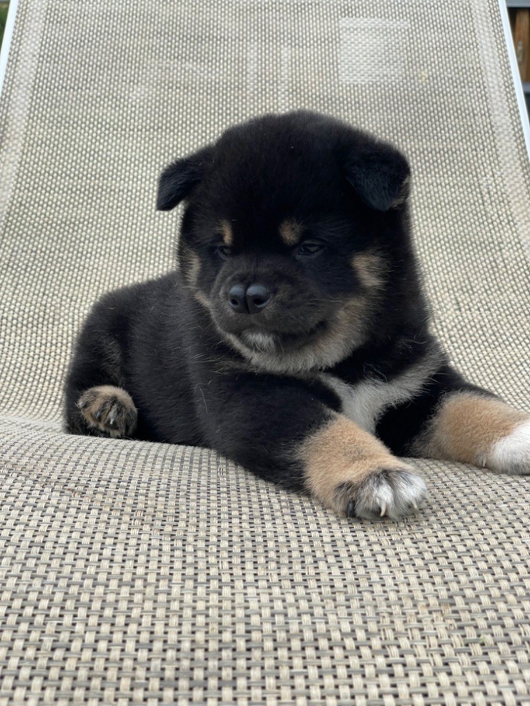 Born in Aulero - Chiot disponible  - Shiba