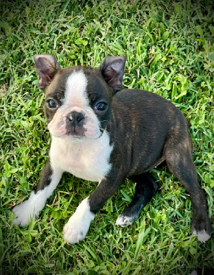 Born in Aulero - Boston Terrier - Portée née le 27/05/2024