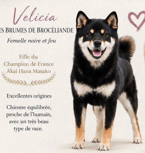 Velicia  Des Brumes de Brocéliande