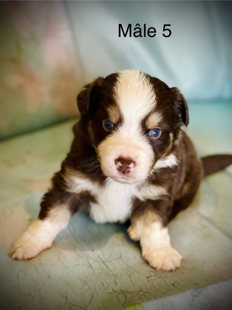 Born in Aulero - Chiots disponibles - Berger Américain Miniature 