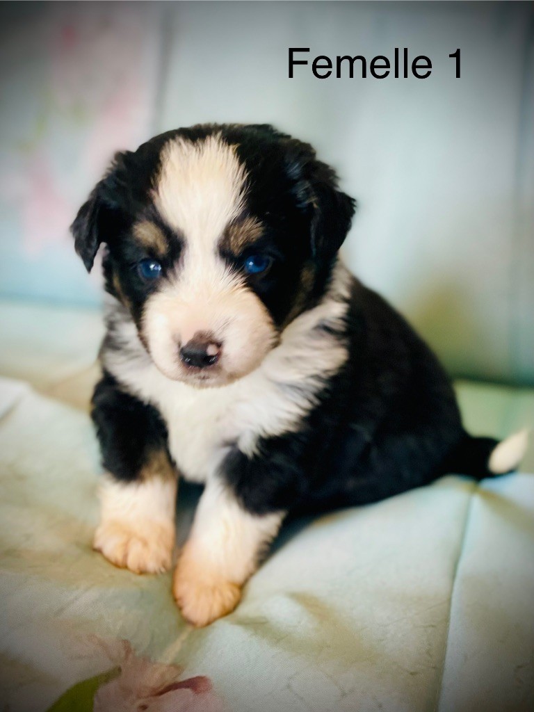 Born in Aulero - Chiots disponibles - Berger Américain Miniature 
