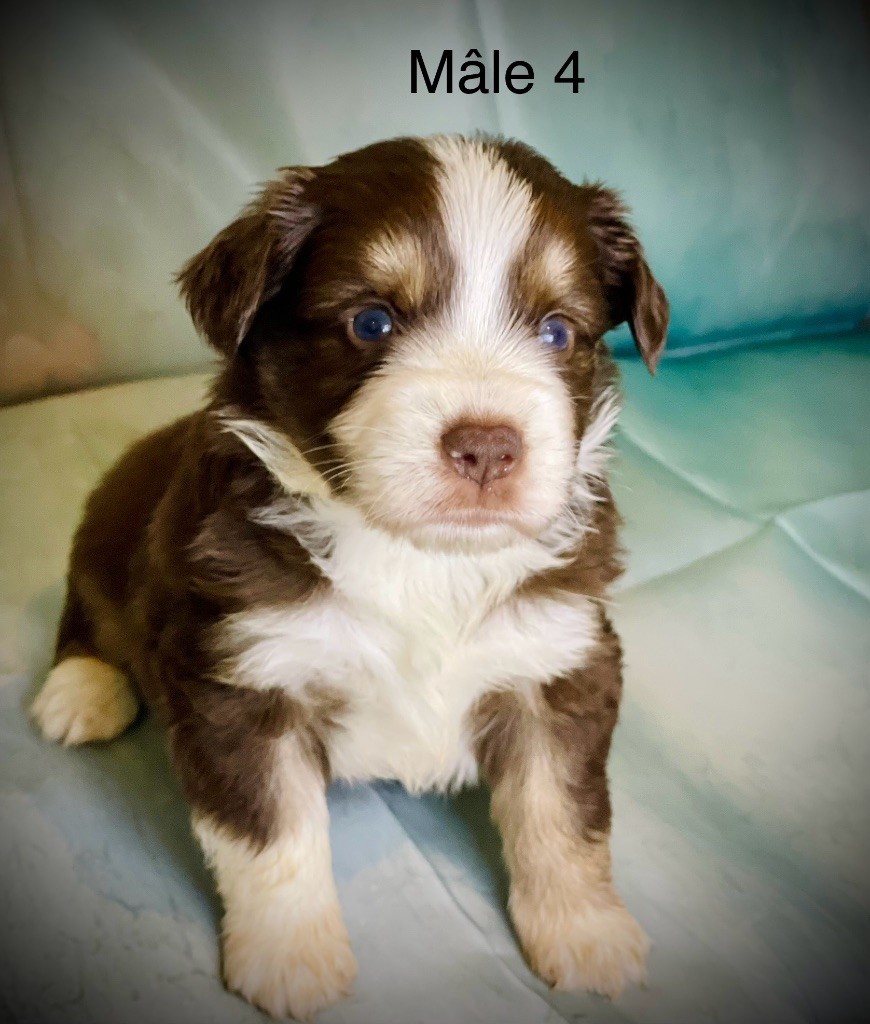Born in Aulero - Chiots disponibles - Berger Américain Miniature 