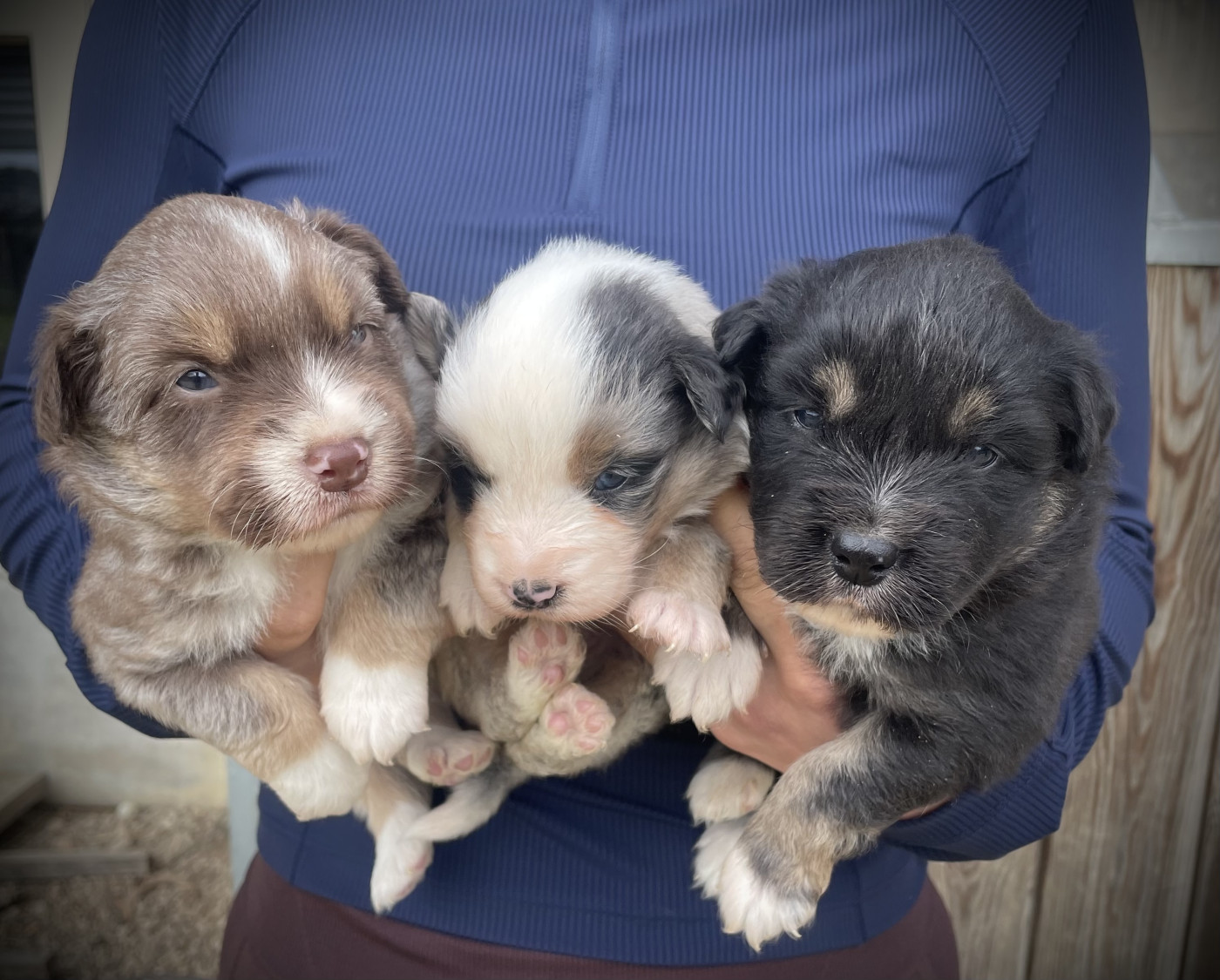 Chiot Berger Américain Miniature  Born in Aulero