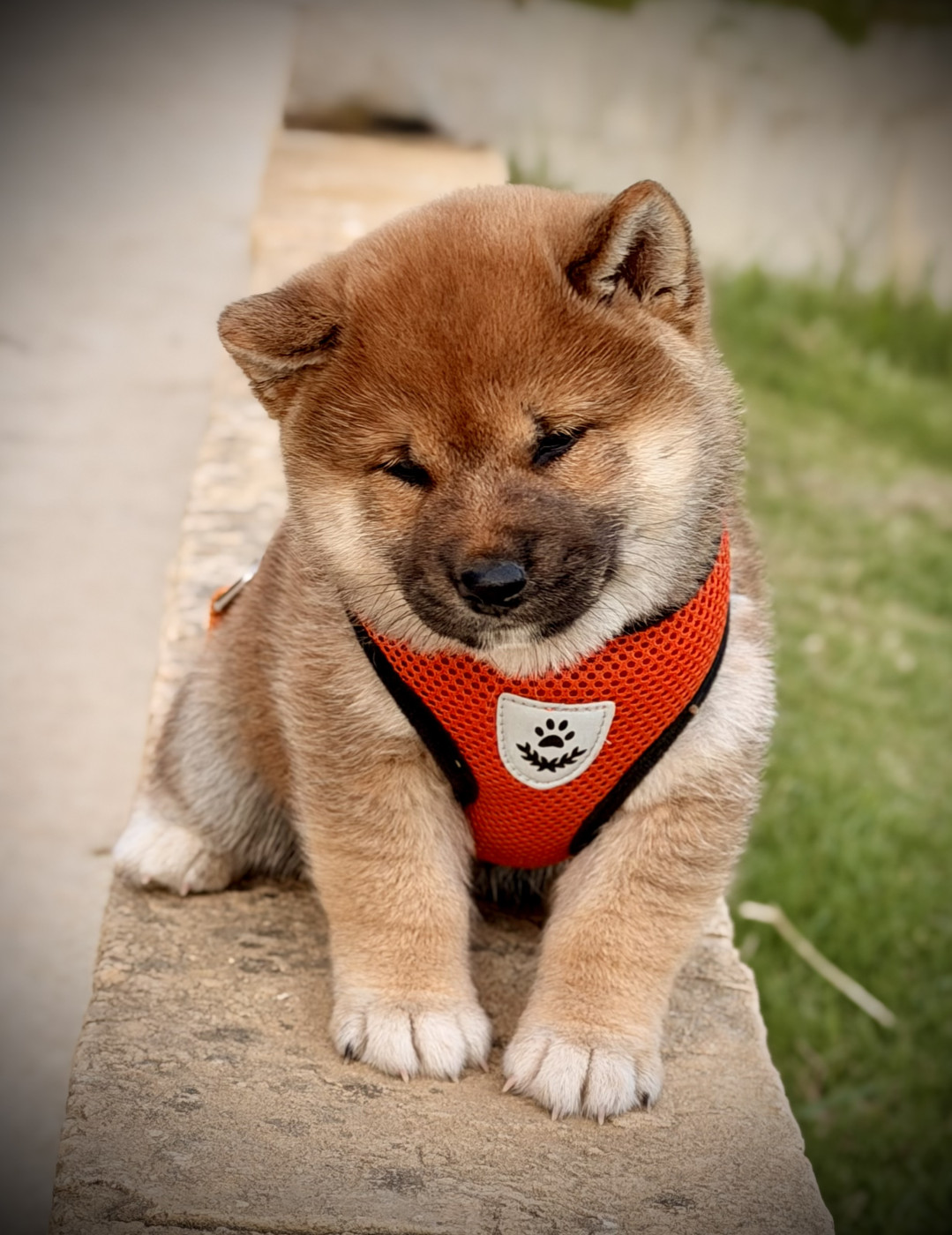 Born in Aulero - Chiots disponibles - Shiba
