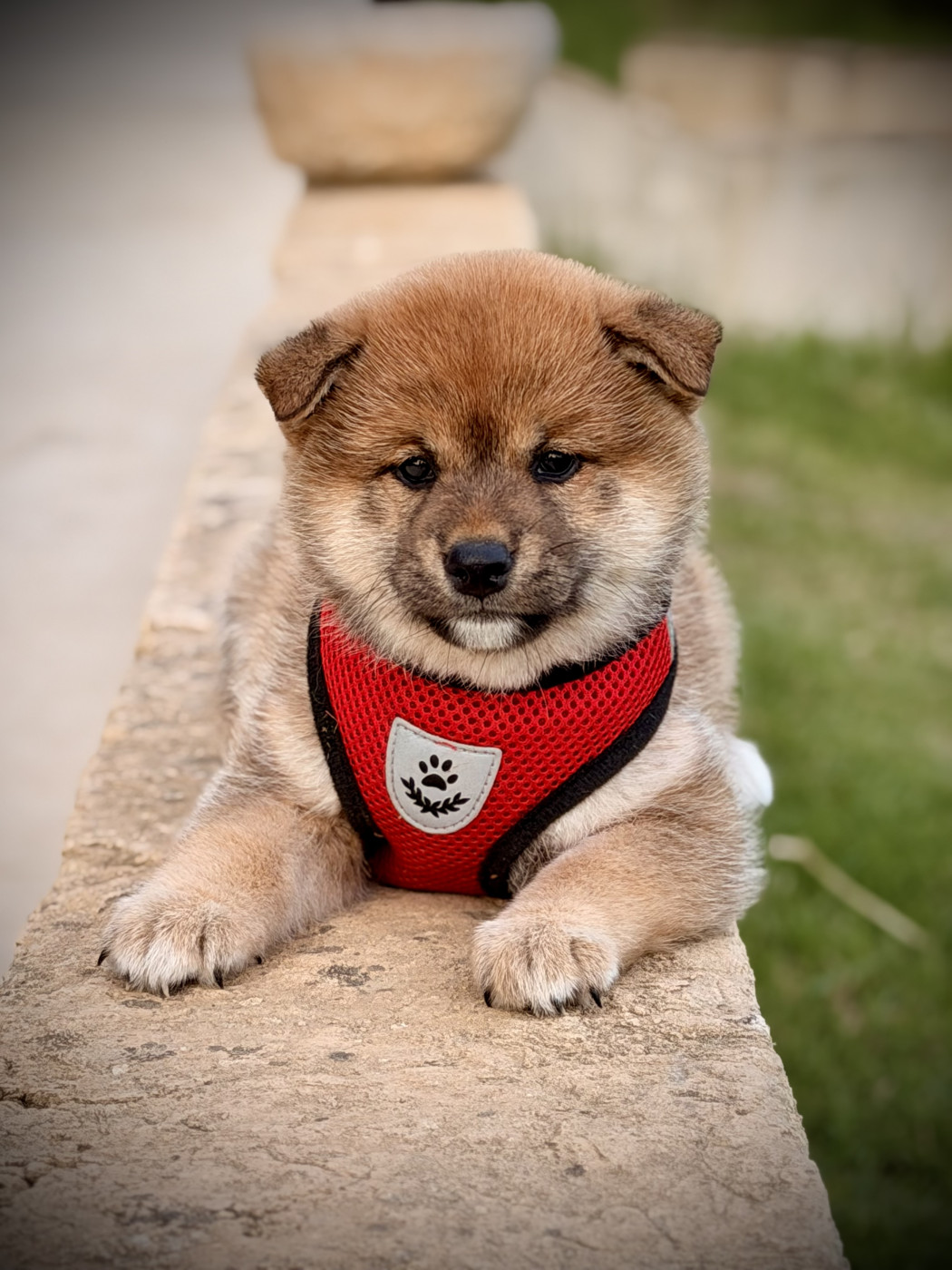 Born in Aulero - Chiots disponibles - Shiba