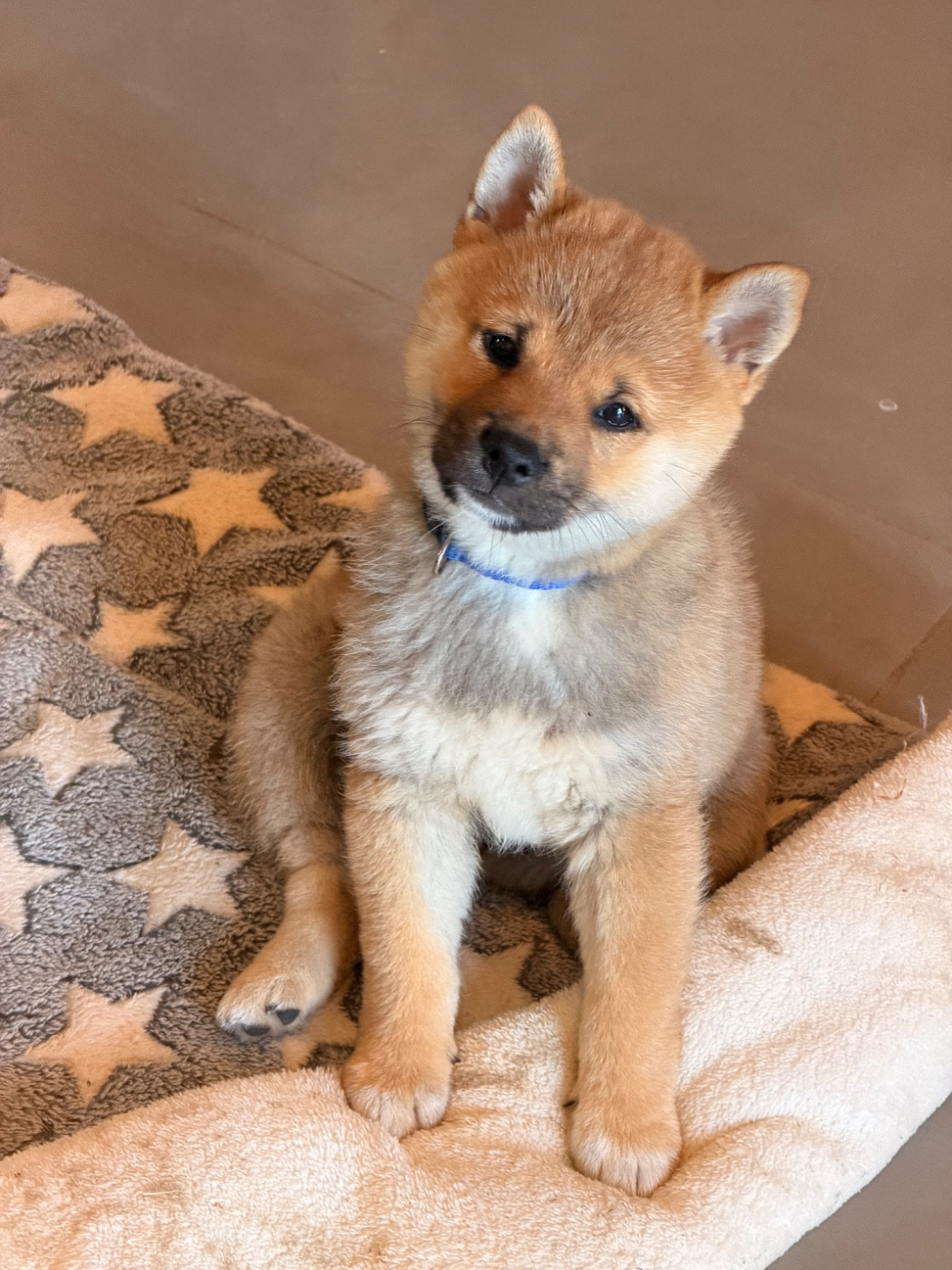 Born in Aulero - Chiots disponibles - Shiba