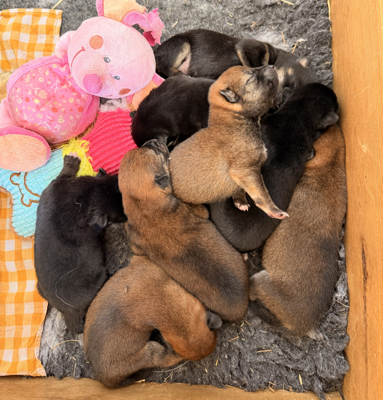 Chiot Shiba Born in Aulero