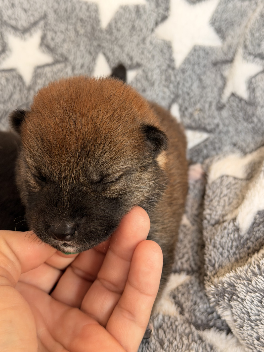 Born in Aulero - Chiots disponibles - Shiba