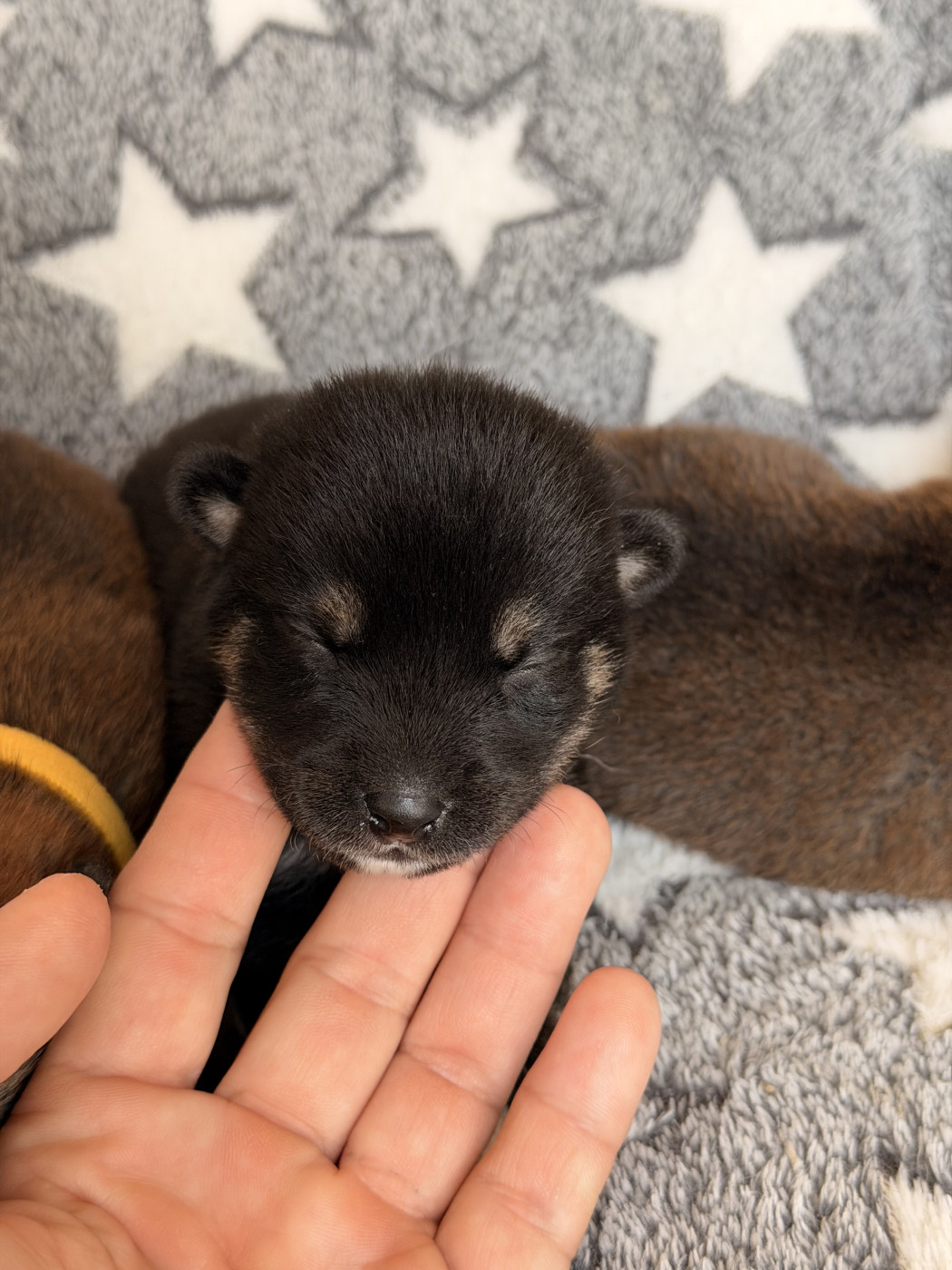 Born in Aulero - Chiots disponibles - Shiba