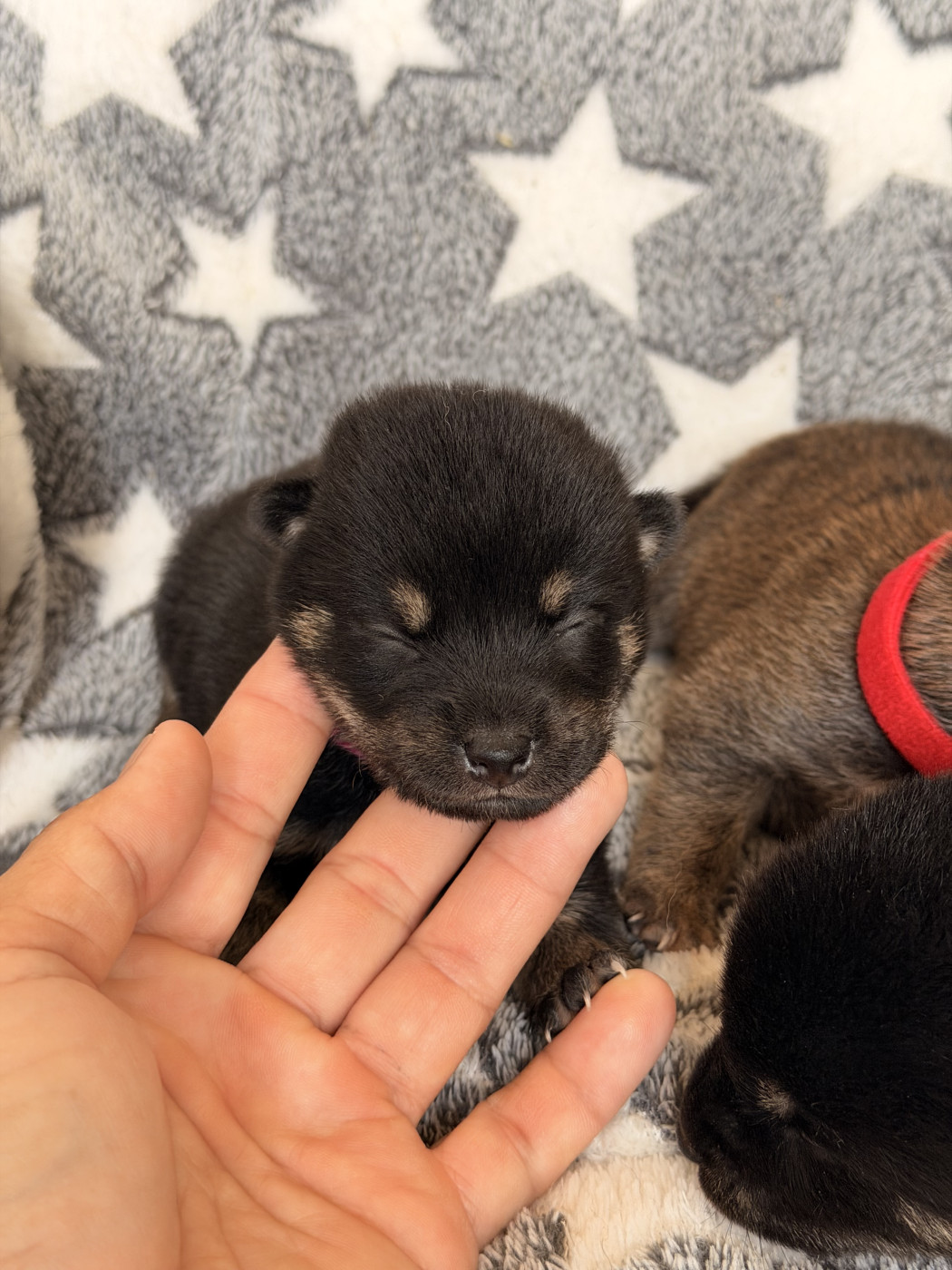 Born in Aulero - Chiots disponibles - Shiba