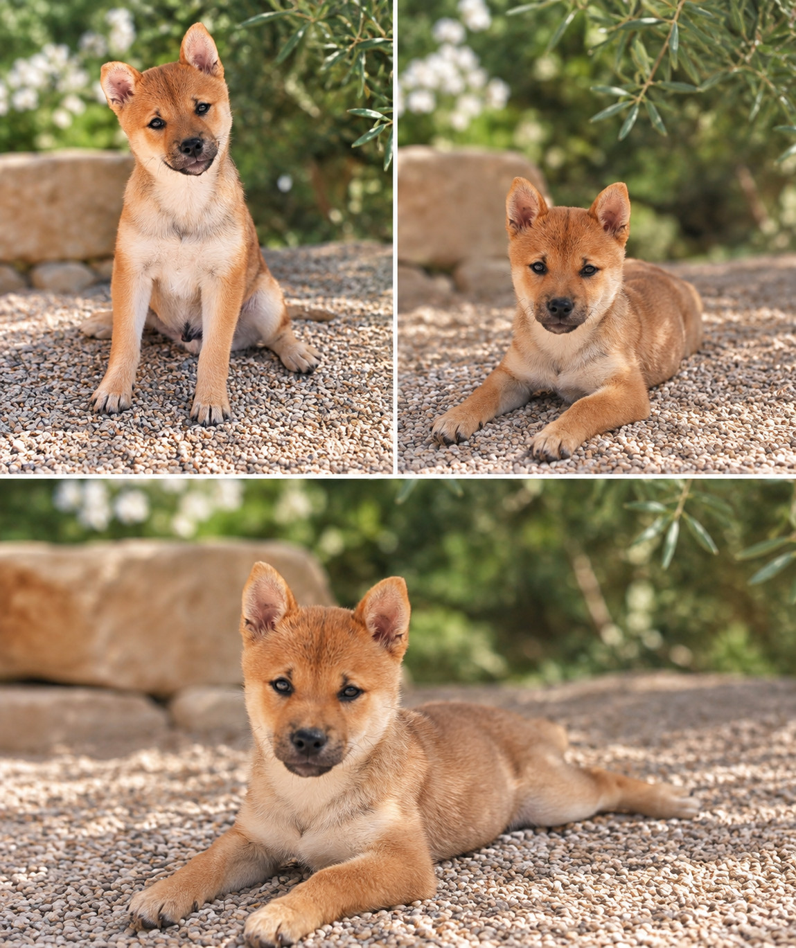 Born in Aulero - Shiba - Portée née le 18/04/2026