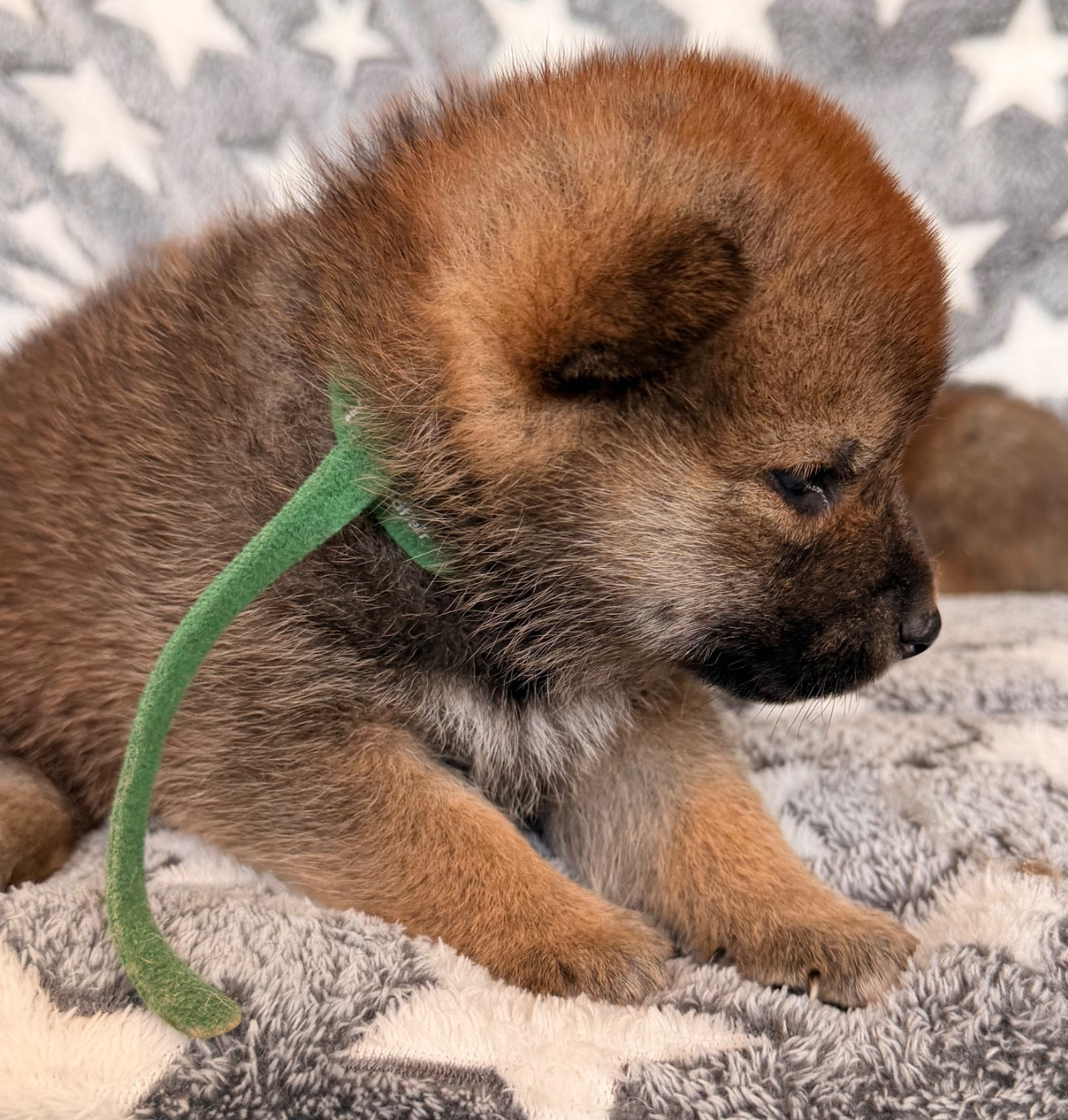Born in Aulero - Chiots disponibles - Shiba