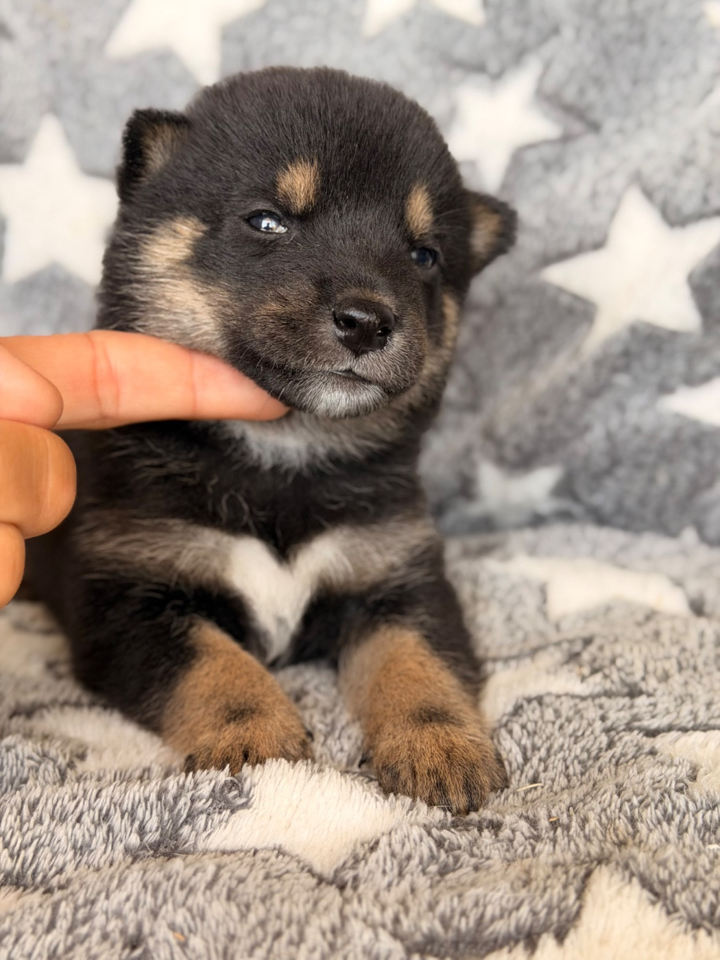 Born in Aulero - Chiots disponibles - Shiba