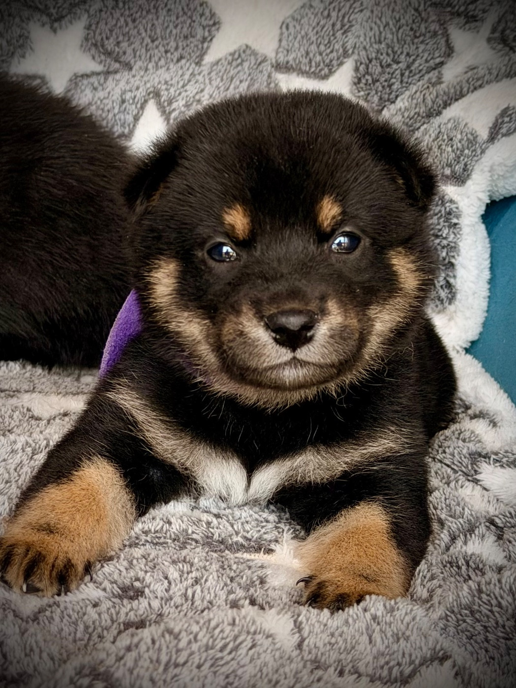 Born in Aulero - Chiots disponibles - Shiba