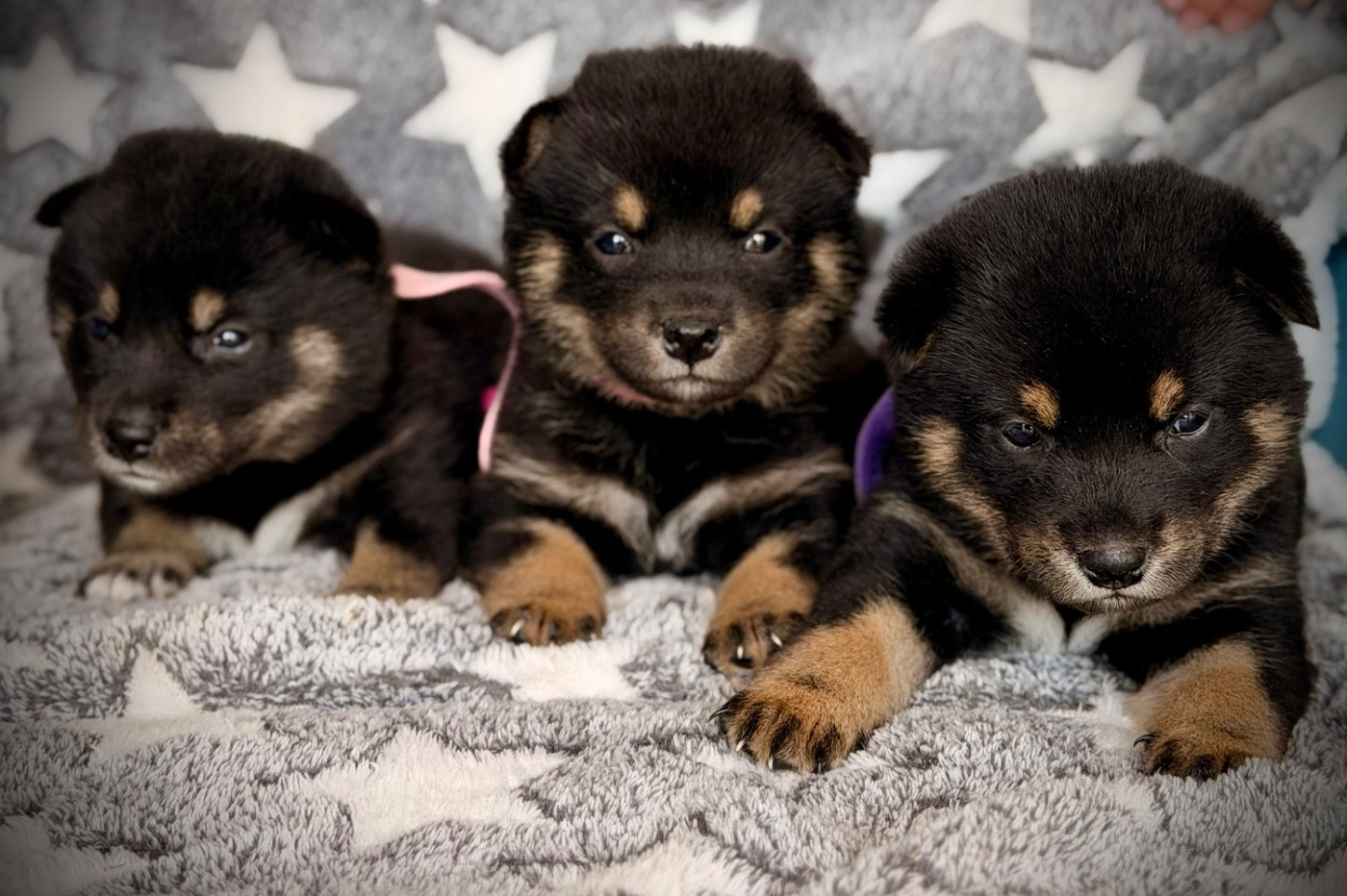 Born in Aulero - Shiba - Portée née le 20/07/2026