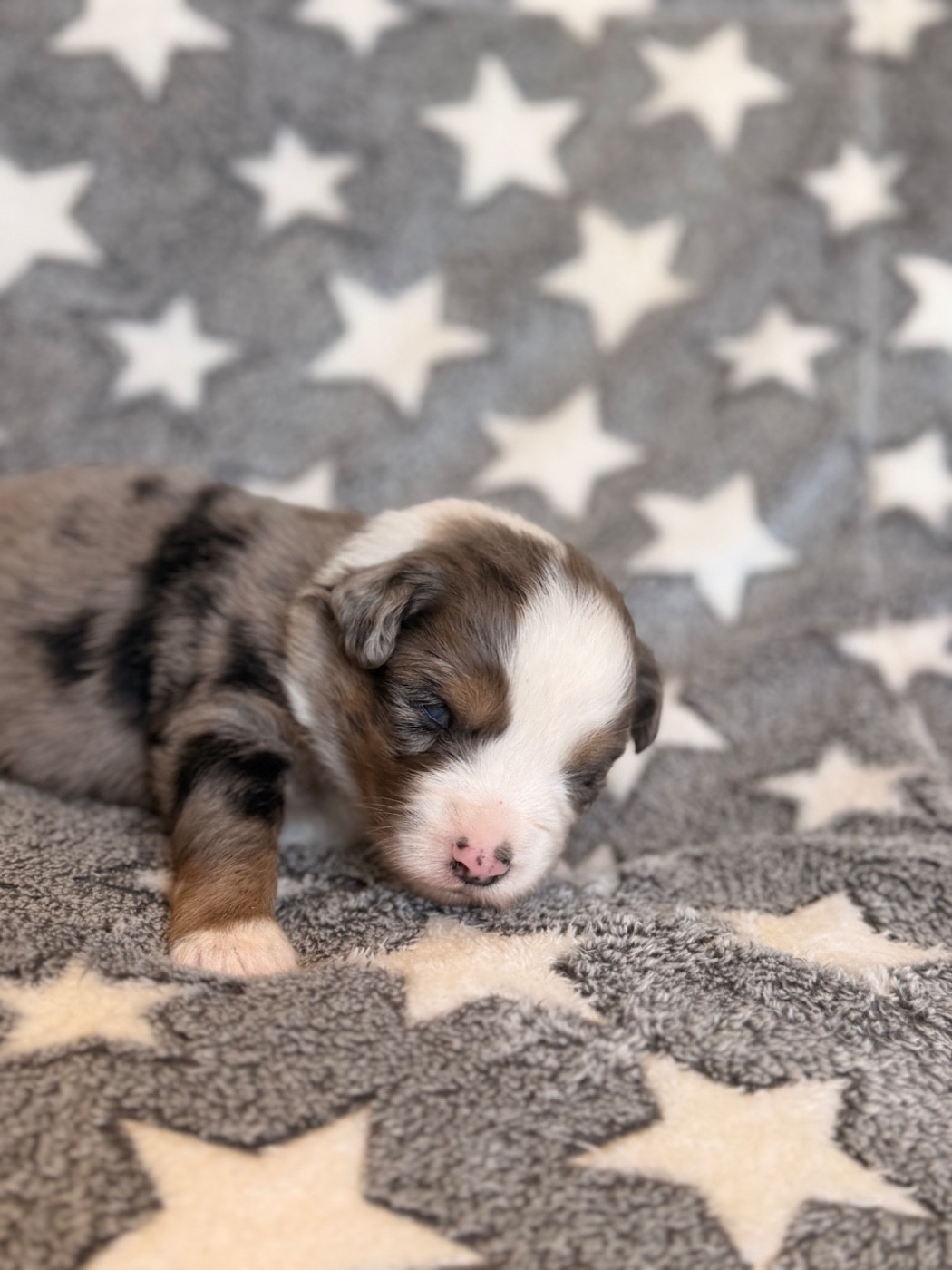 Born in Aulero - Chiots disponibles - Berger Américain Miniature 