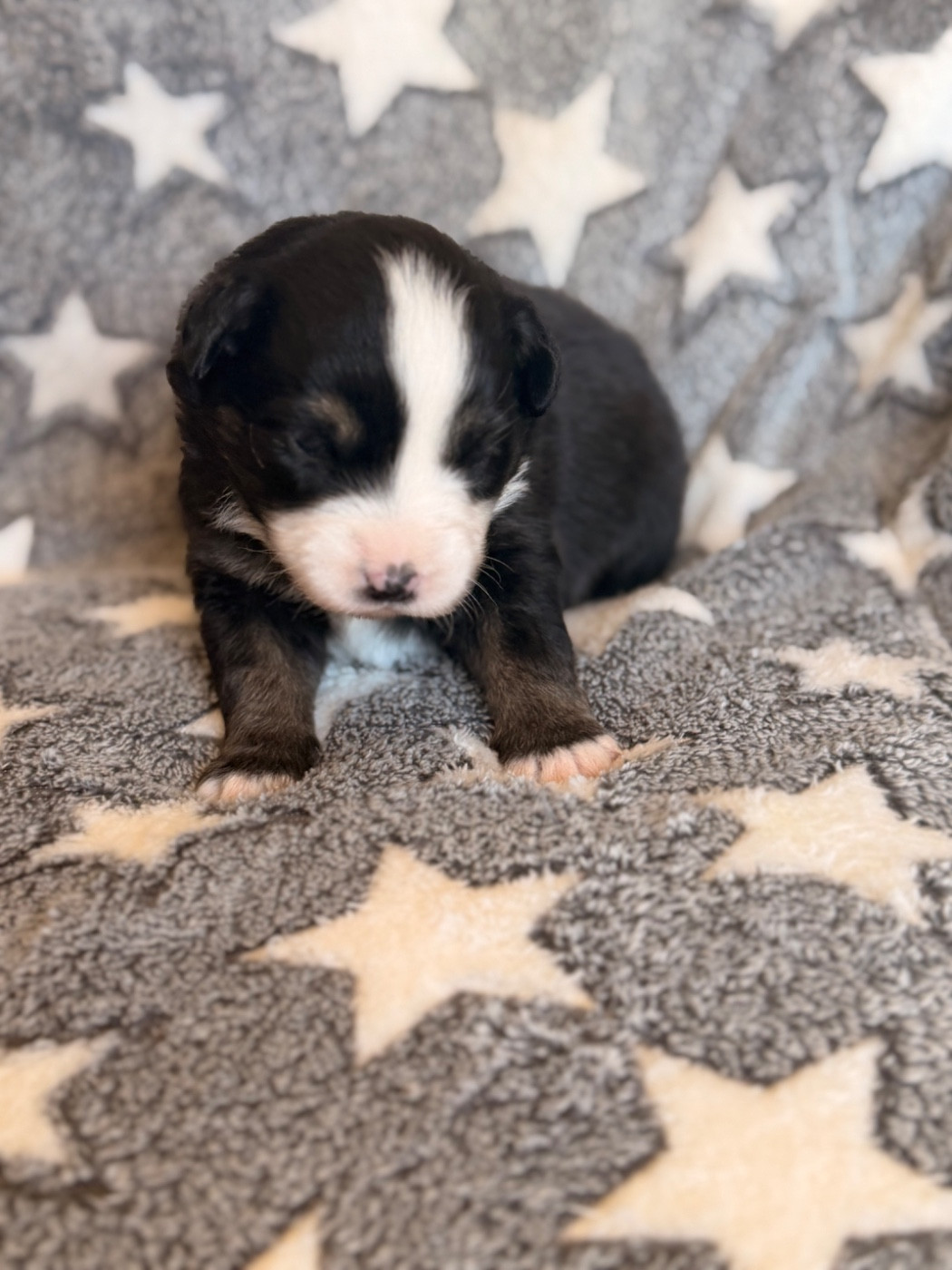 Born in Aulero - Chiots disponibles - Berger Américain Miniature 
