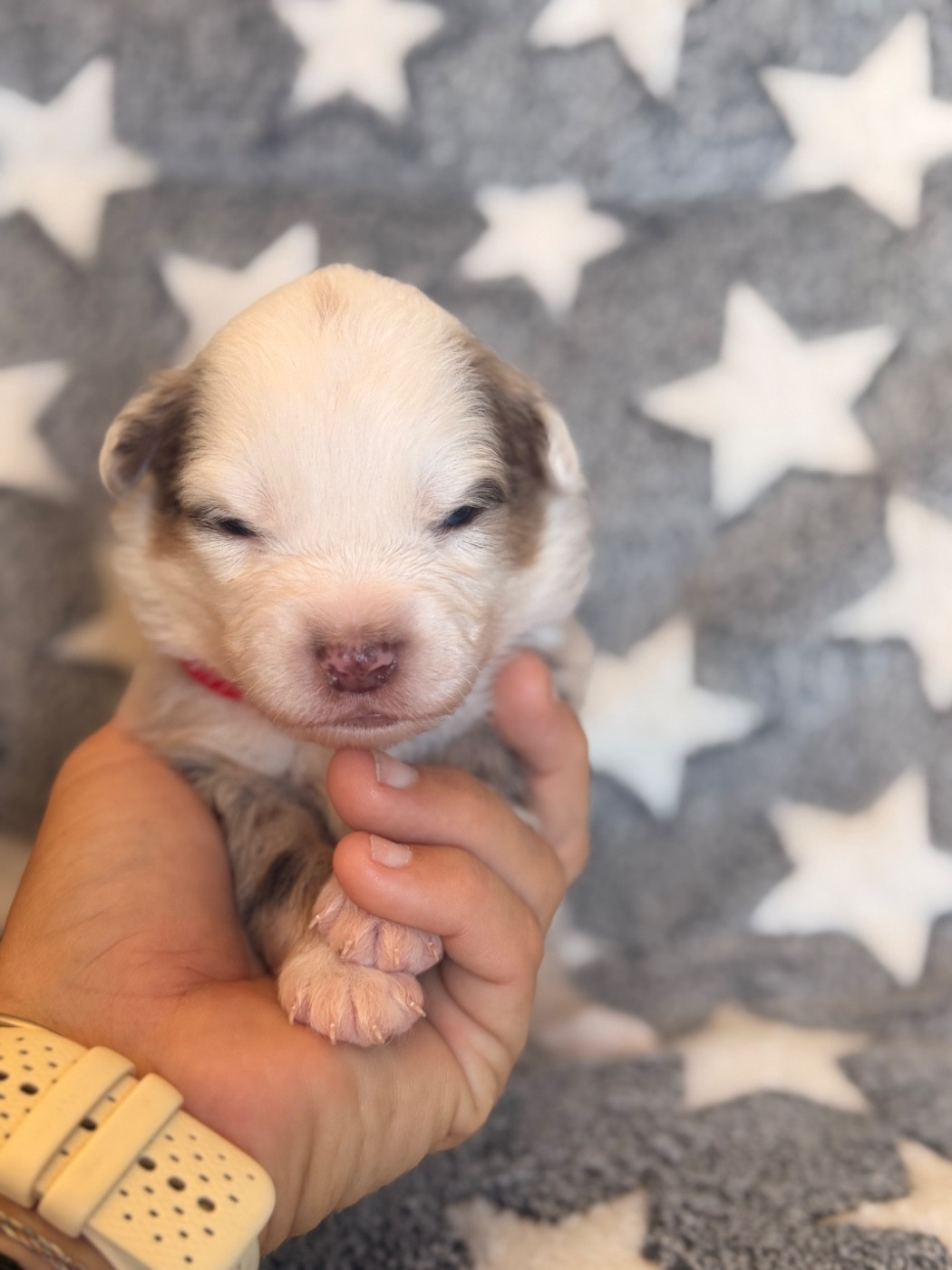 Born in Aulero - Chiots disponibles - Berger Américain Miniature 