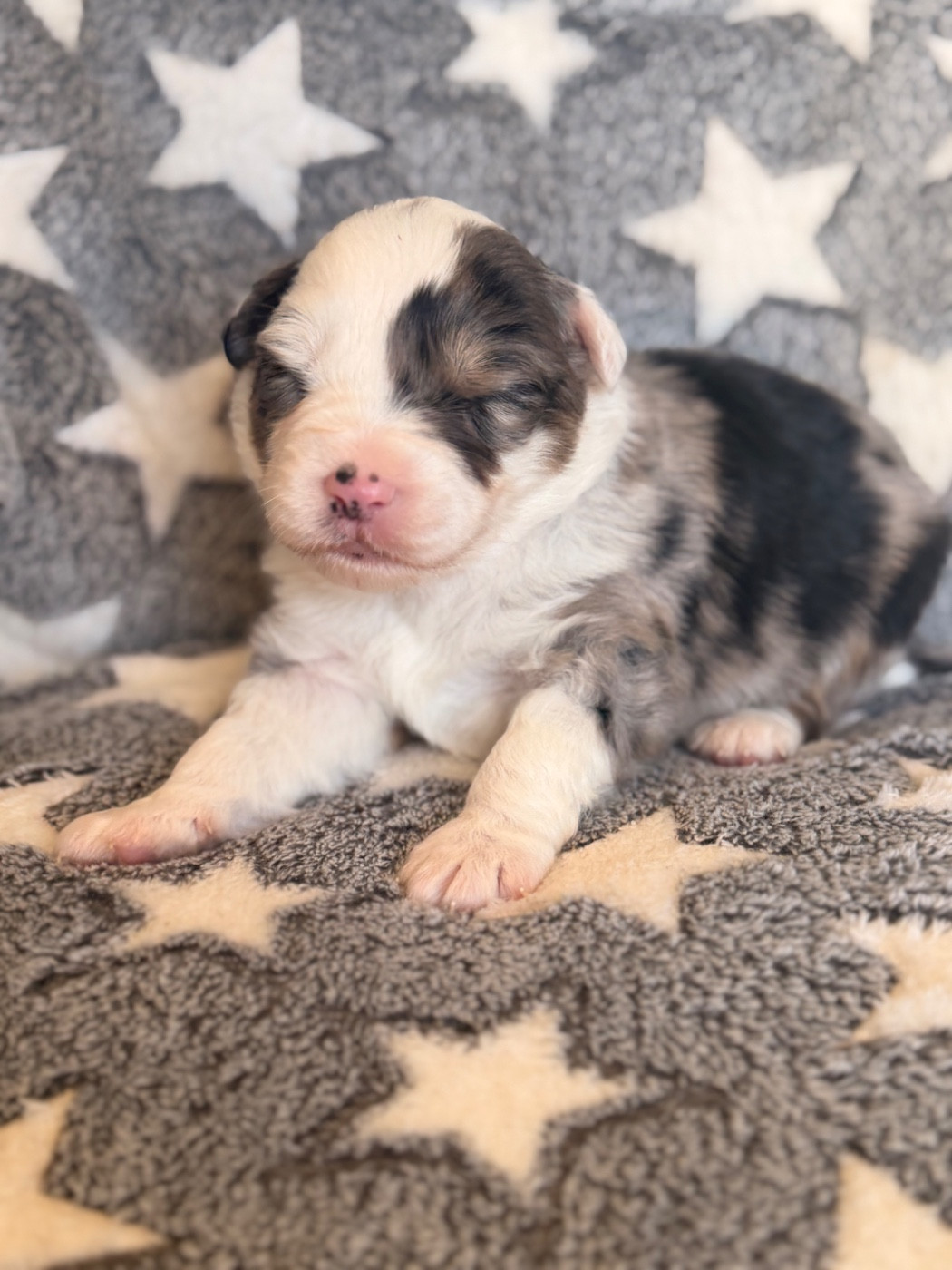 Born in Aulero - Chiots disponibles - Berger Américain Miniature 