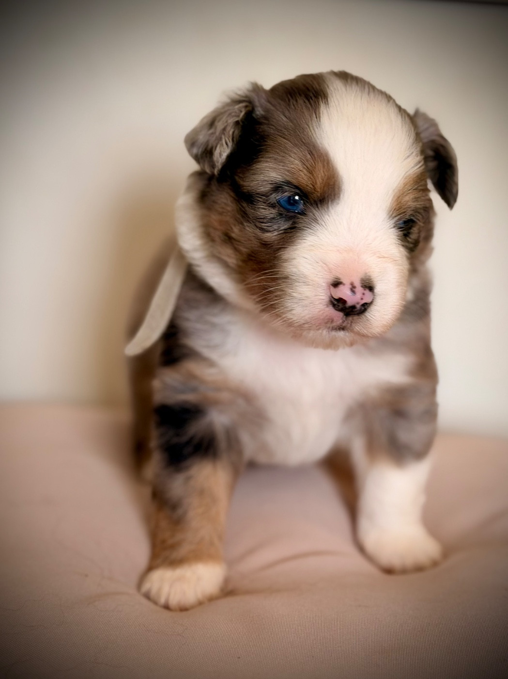 Born in Aulero - Chiots disponibles - Berger Américain Miniature 