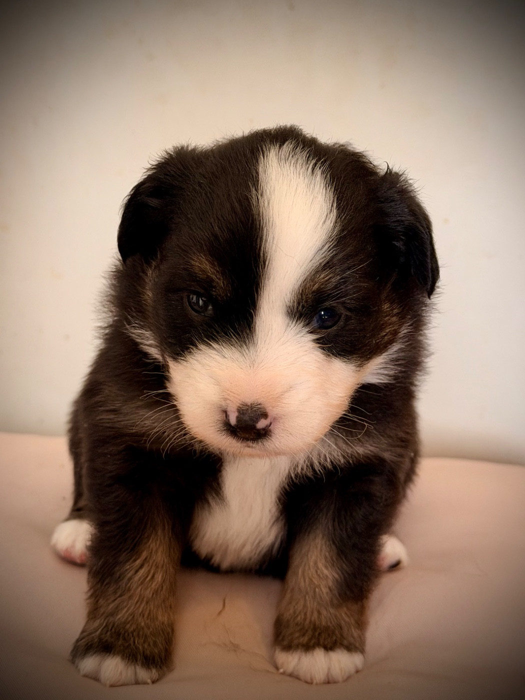 Born in Aulero - Chiots disponibles - Berger Américain Miniature 