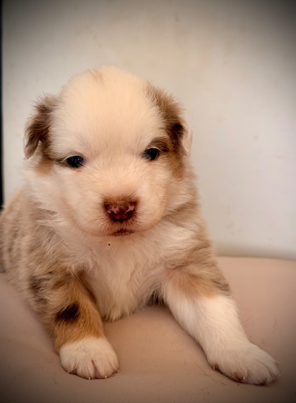 Born in Aulero - Chiots disponibles - Berger Américain Miniature 
