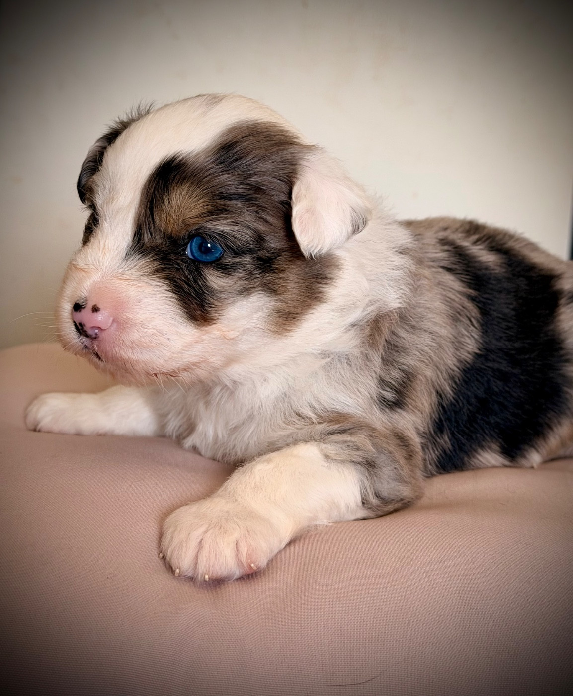 Born in Aulero - Chiots disponibles - Berger Américain Miniature 