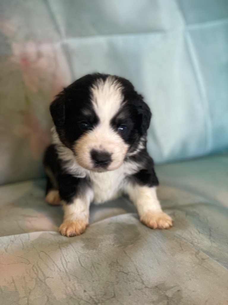Born in Aulero - Chiots disponibles - Berger Américain Miniature 