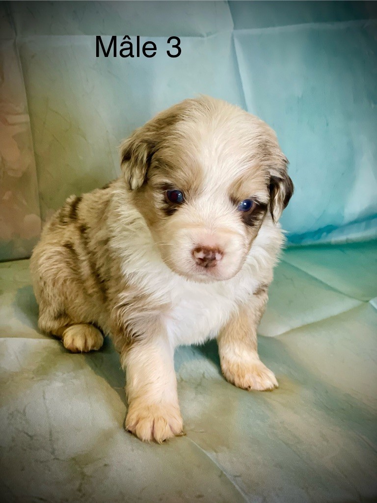 Born in Aulero - Chiots disponibles - Berger Américain Miniature 