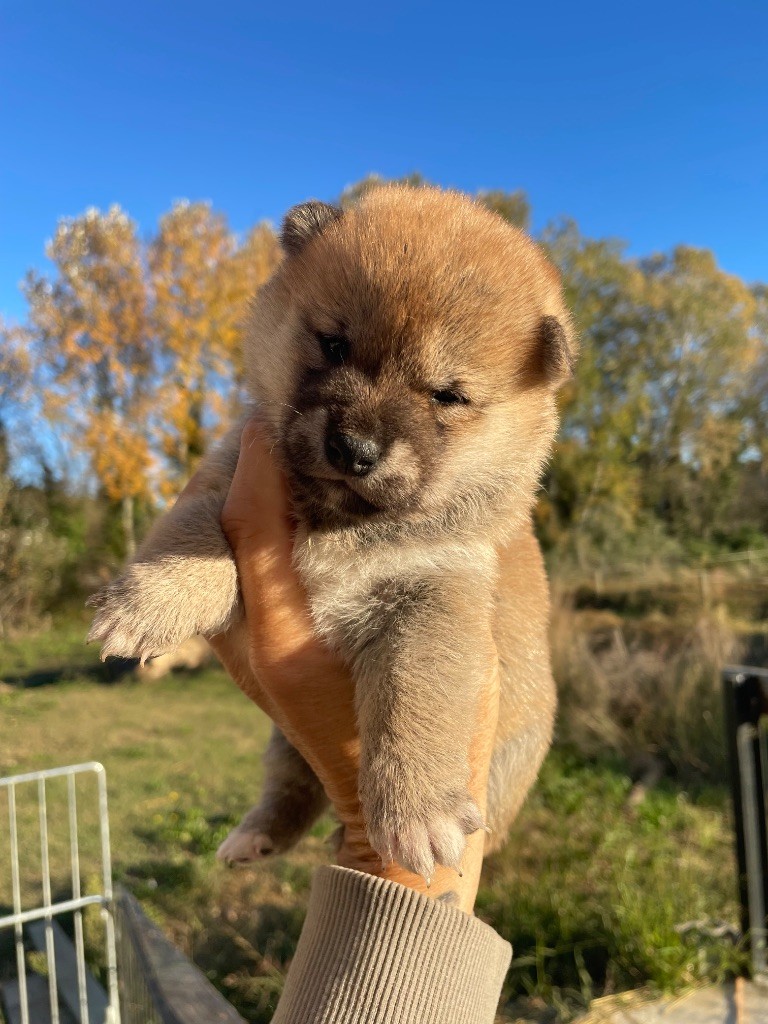 Born in Aulero - Chiots disponibles - Shiba