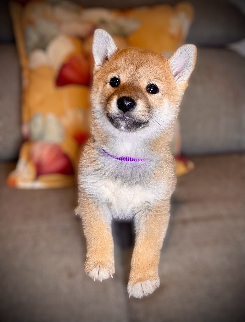 Born in Aulero - Chiots disponibles - Shiba