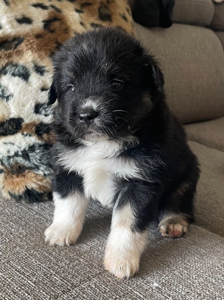 Born in Aulero - Chiots disponibles - Berger Américain Miniature 