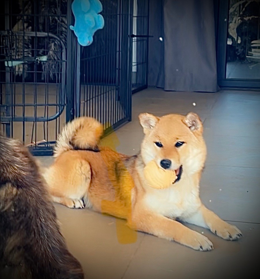 Born in Aulero - Chiots disponibles - Shiba