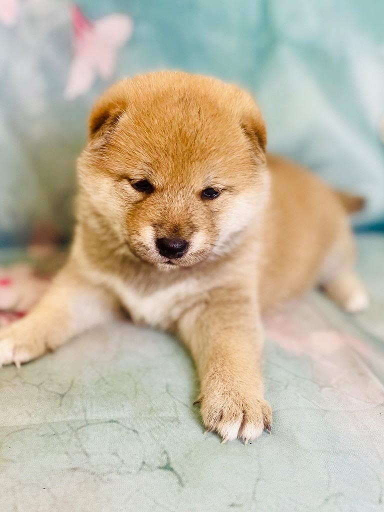 Born in Aulero - Chiots disponibles - Shiba