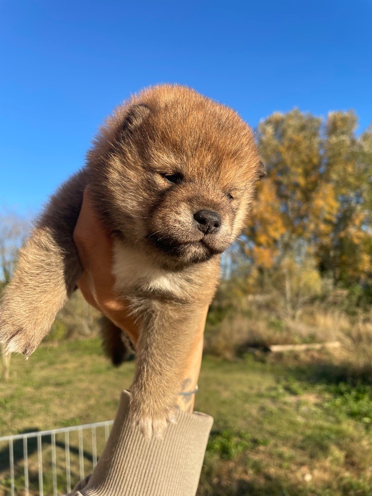 Born in Aulero - Chiots disponibles - Shiba