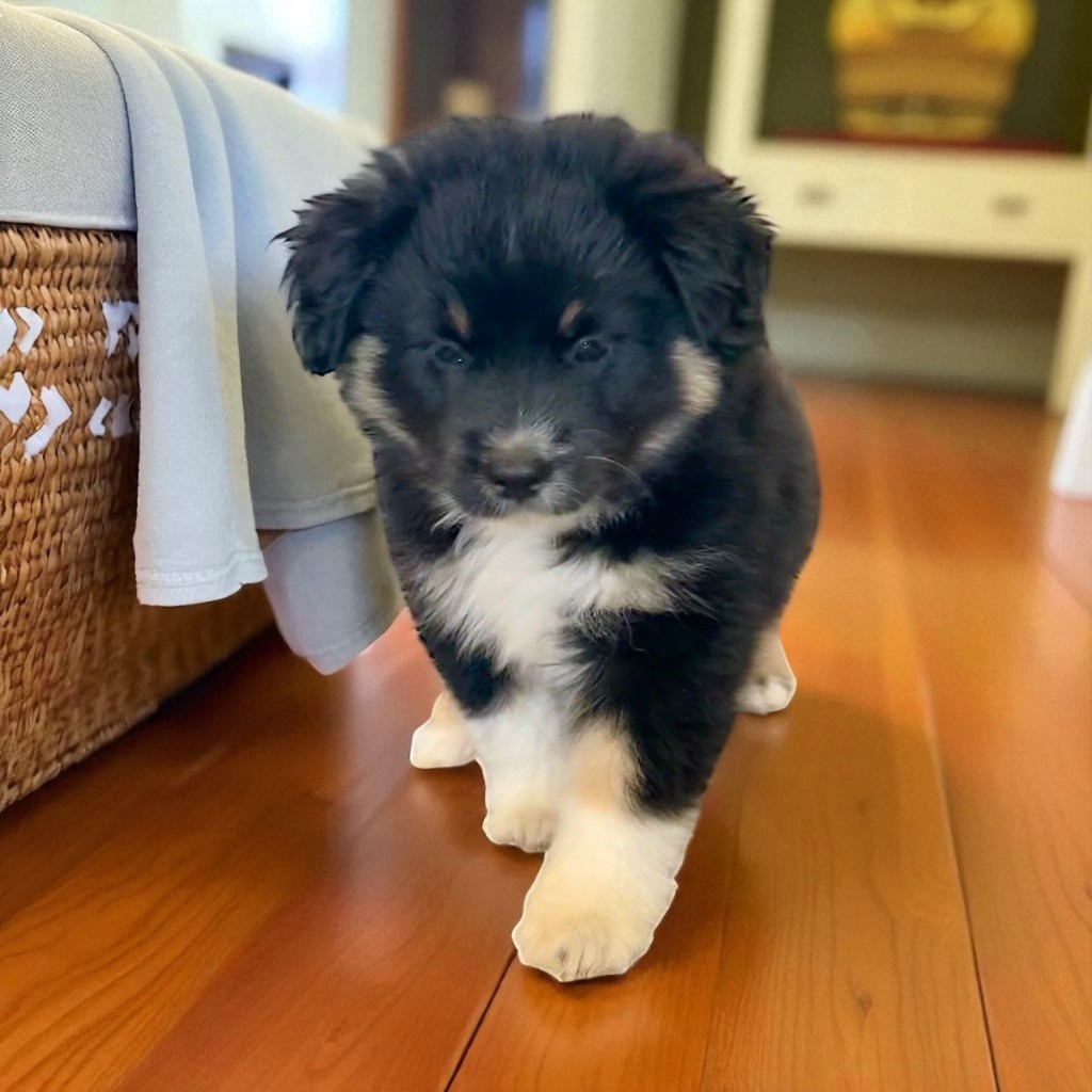 Born in Aulero - Chiots disponibles - Berger Américain Miniature 