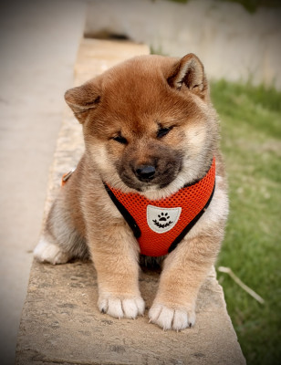 Baby Bear
