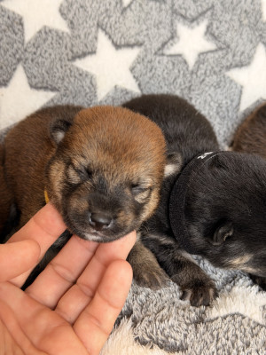 Chiot N°2