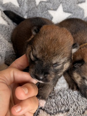 Chiot N°3