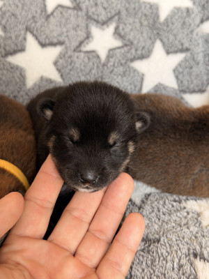 Chiot N°4