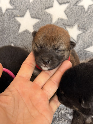 Chiot N°5