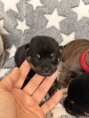 Chiot N°6