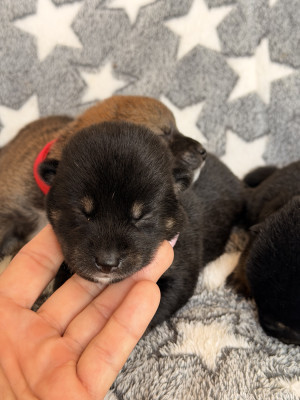 Chiot N°7