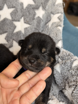 Chiot N°8