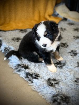 CHIOT 6