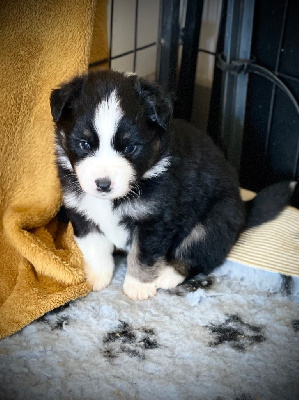 CHIOT 3